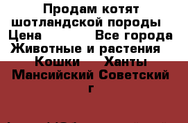 Продам котят шотландской породы › Цена ­ 2 000 - Все города Животные и растения » Кошки   . Ханты-Мансийский,Советский г.